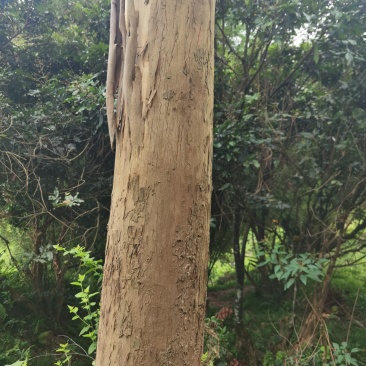 2000棵桉树，一吨500