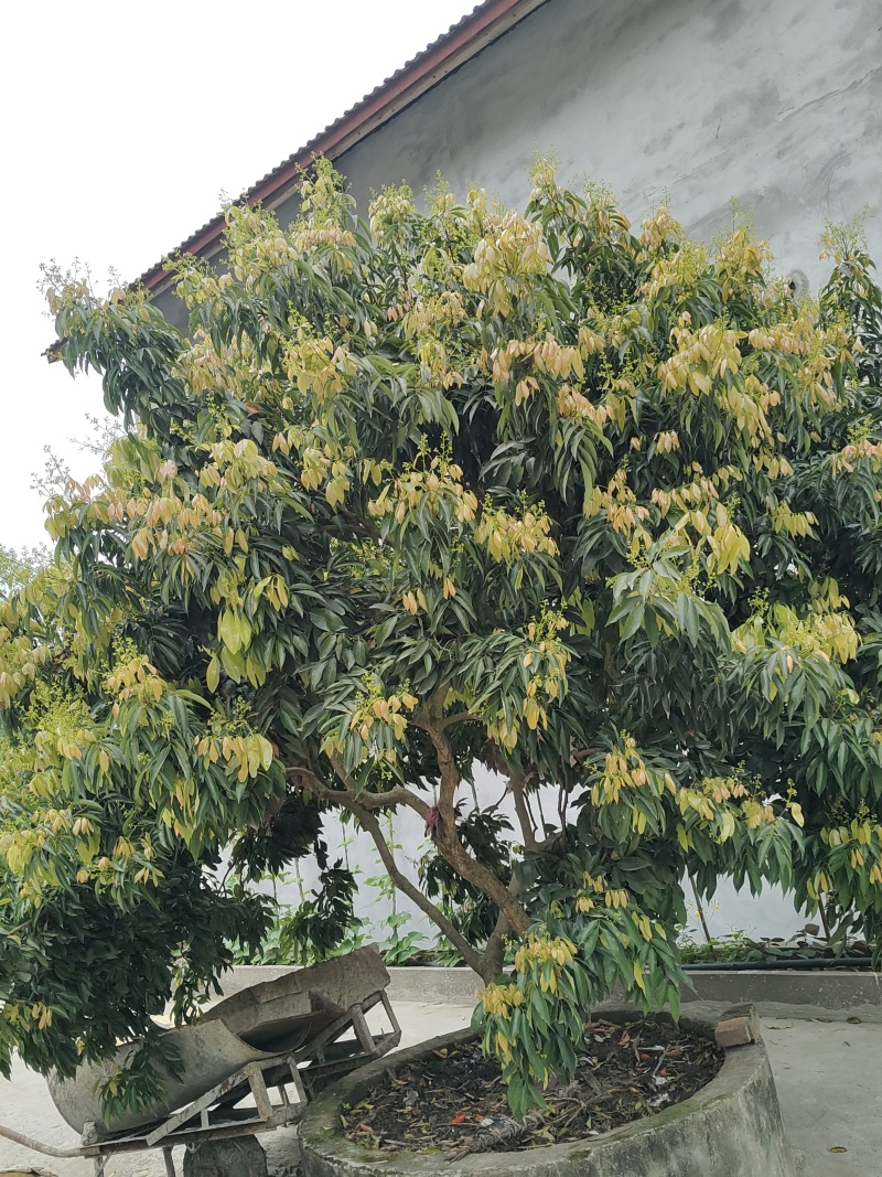 桂园花蜂蜜