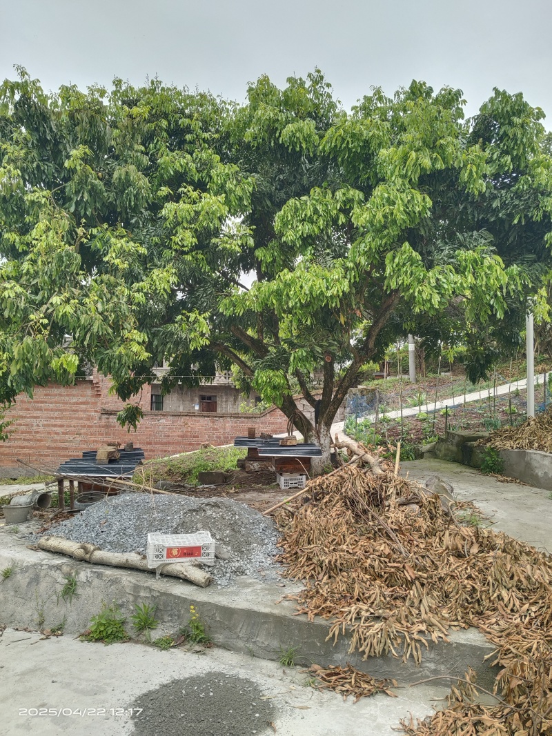 桂园花蜂蜜