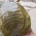 养殖无饲料甲鱼