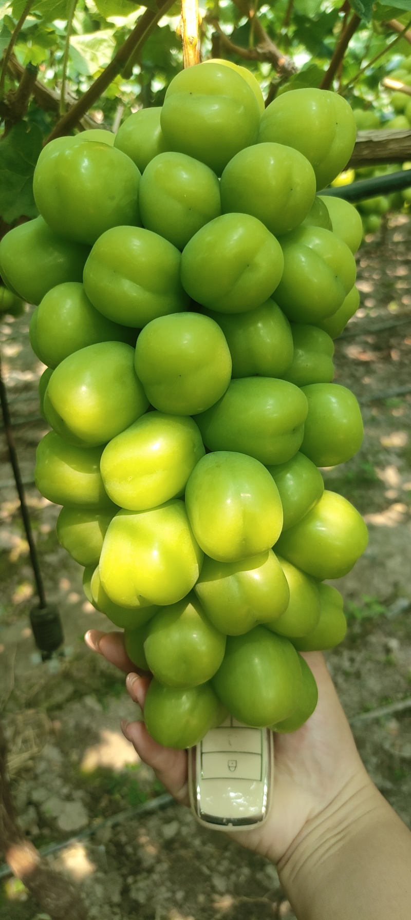 西昌阳光玫瑰
