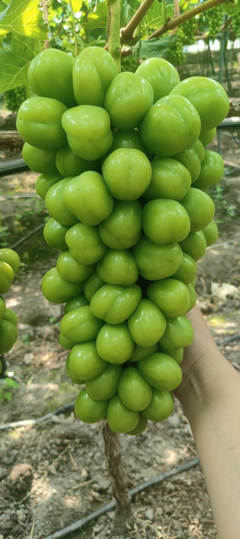 西昌阳光玫瑰