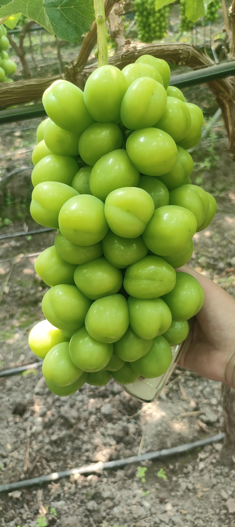西昌阳光玫瑰