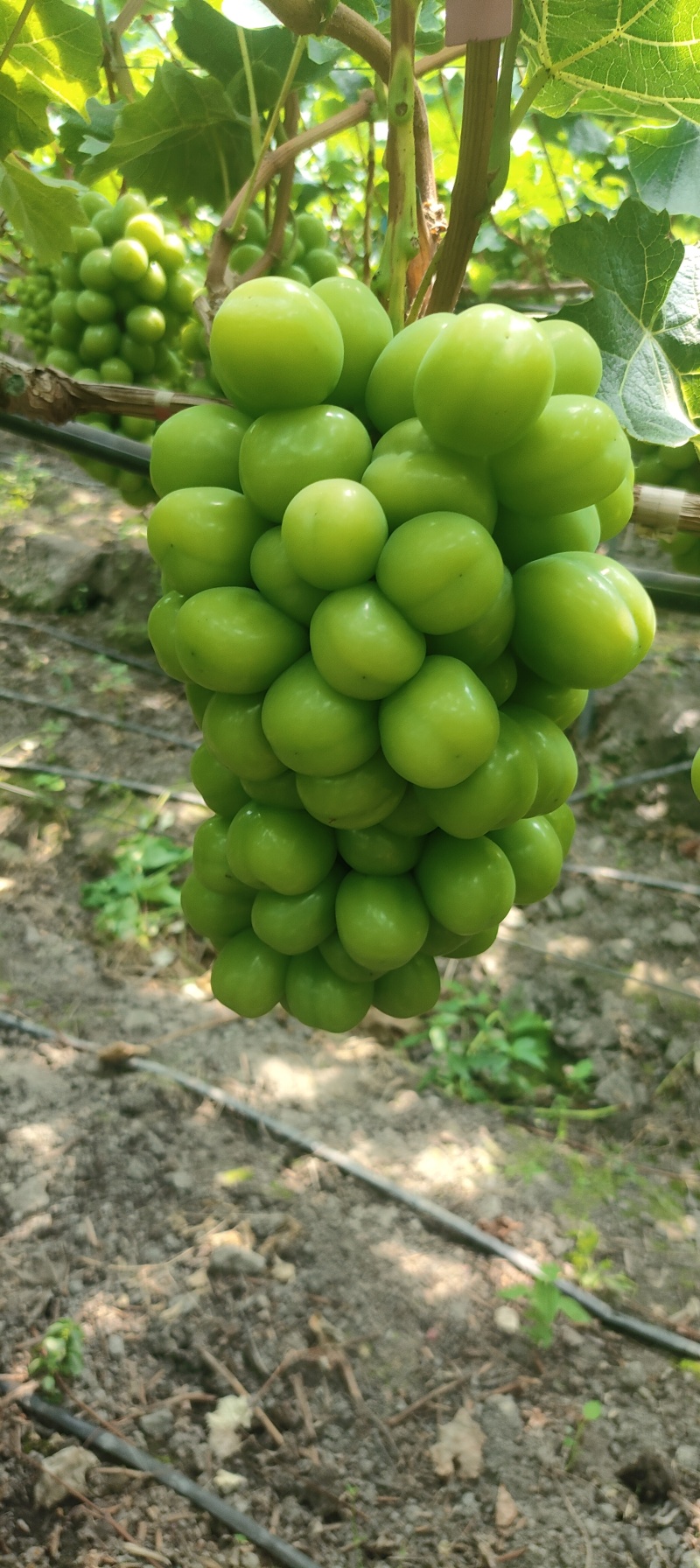 西昌阳光玫瑰