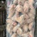 二级鸡翅根