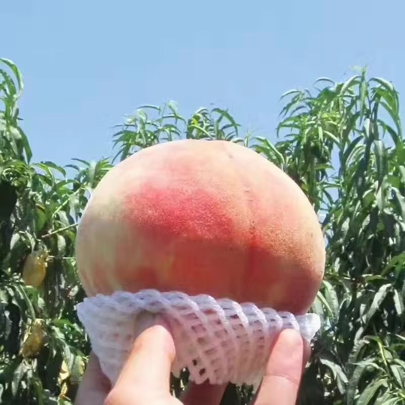 水蜜桃