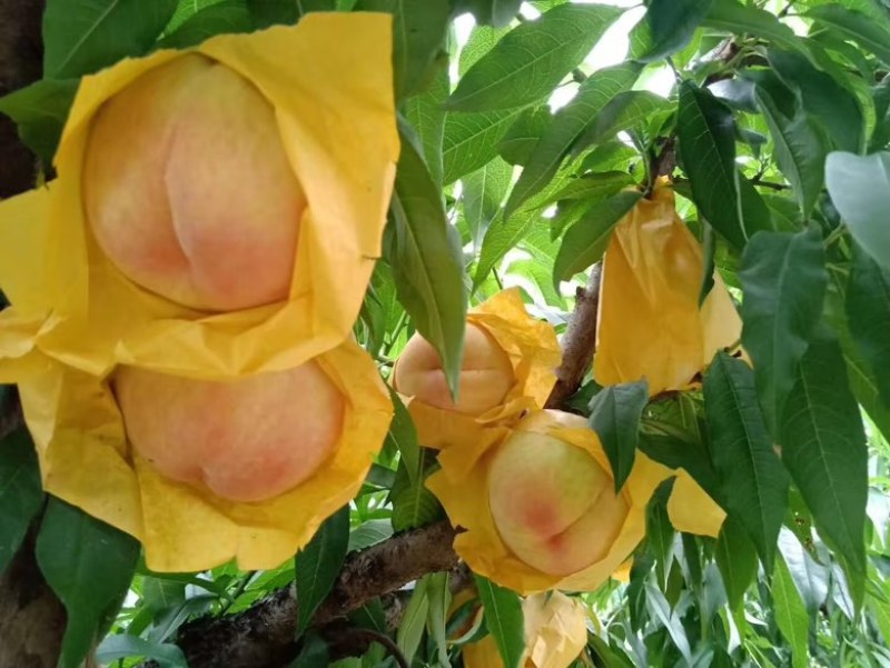 水蜜桃
