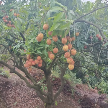 糯米糍荔枝
