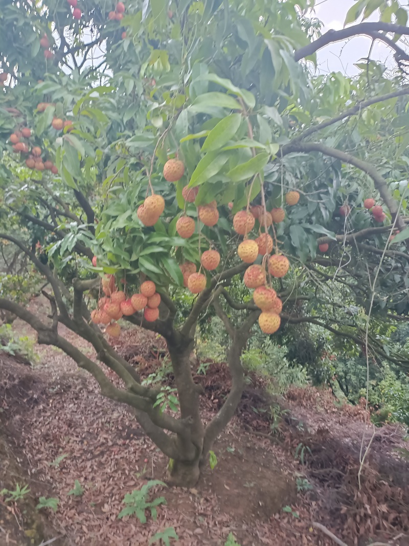 糯米糍荔枝
