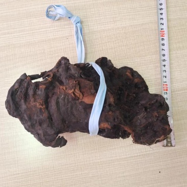 民俗收藏品（血灵芝）