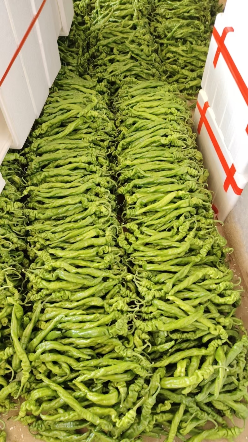 张家口螺丝椒，尖叫