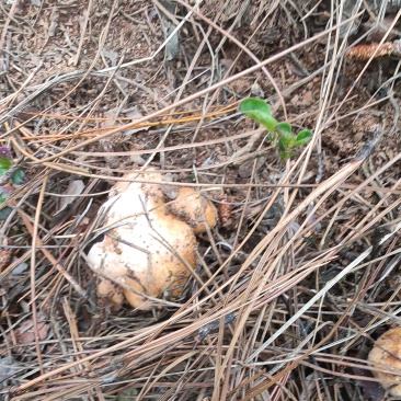 野生菌