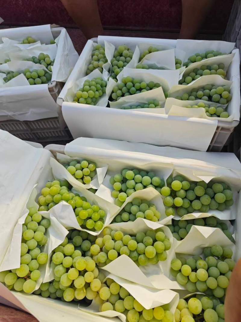 云南弥勒水晶葡萄🍇