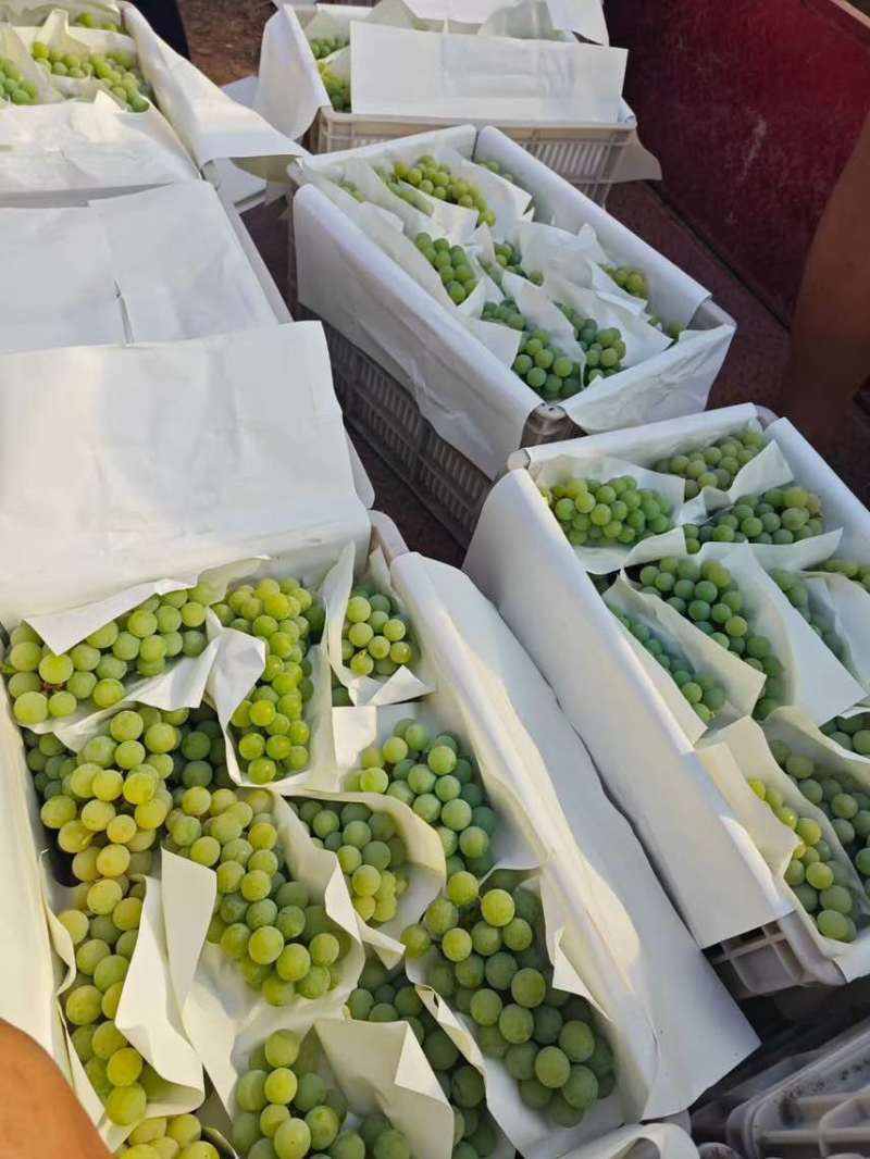 云南弥勒水晶葡萄🍇