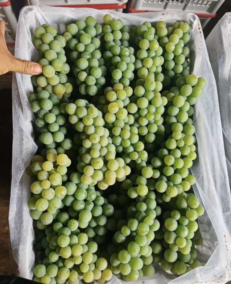 云南弥勒水晶葡萄🍇