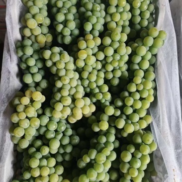 云南弥勒水晶葡萄🍇
