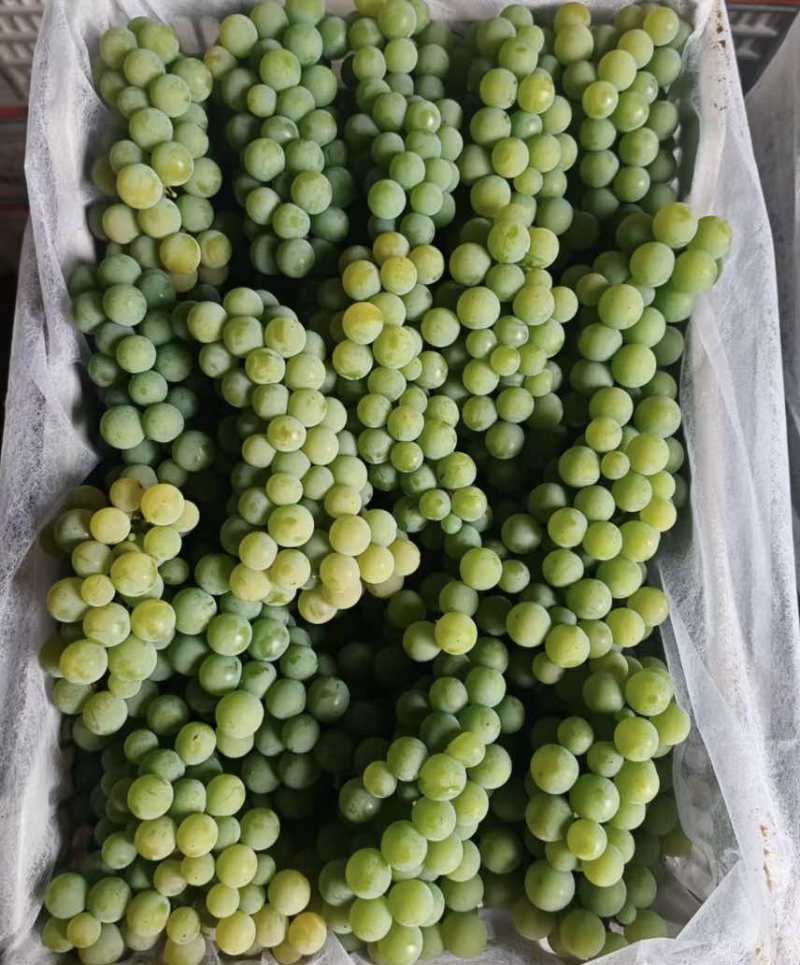 云南弥勒水晶葡萄🍇