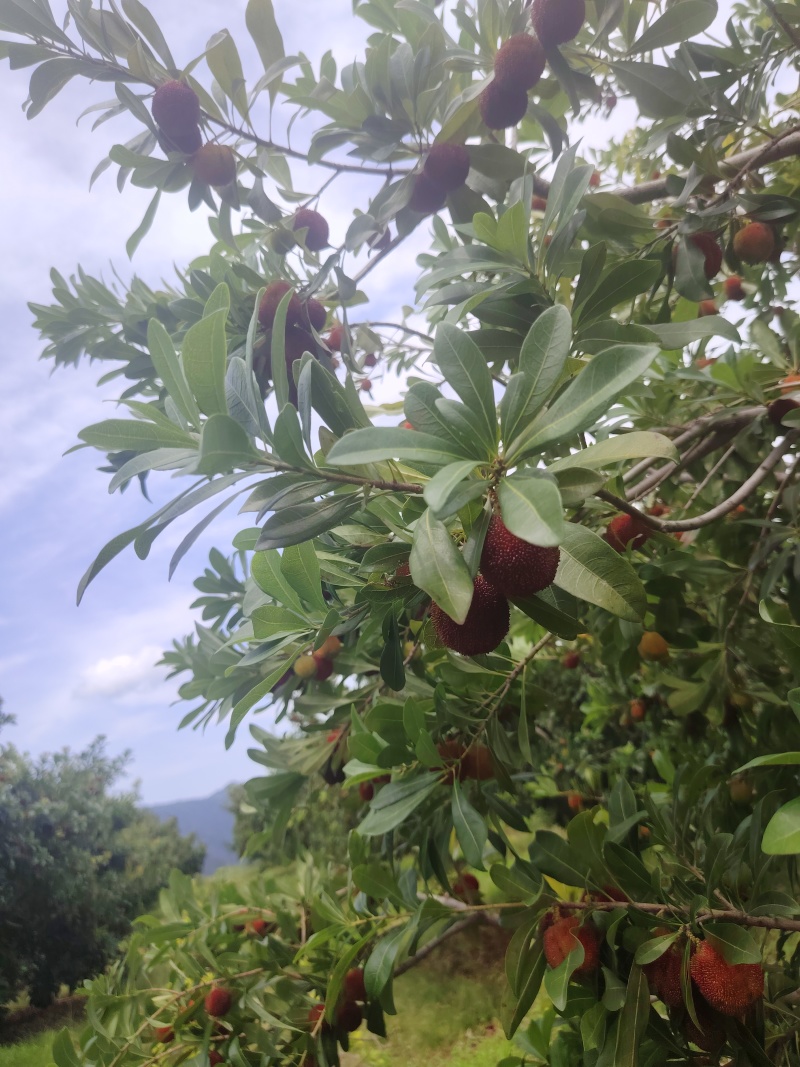 高山东魁杨梅