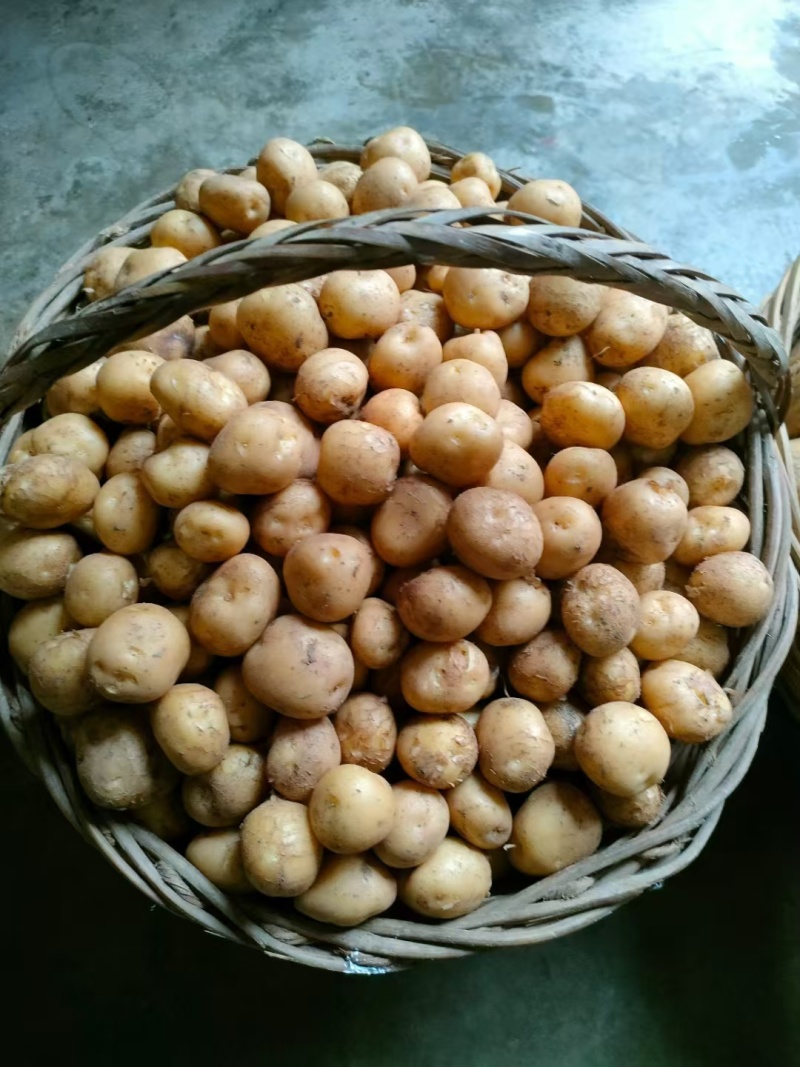恩施富硒小土豆马儿科
