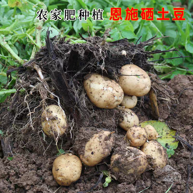 恩施富硒小土豆马儿科