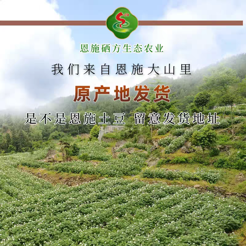 恩施富硒小土豆马儿科