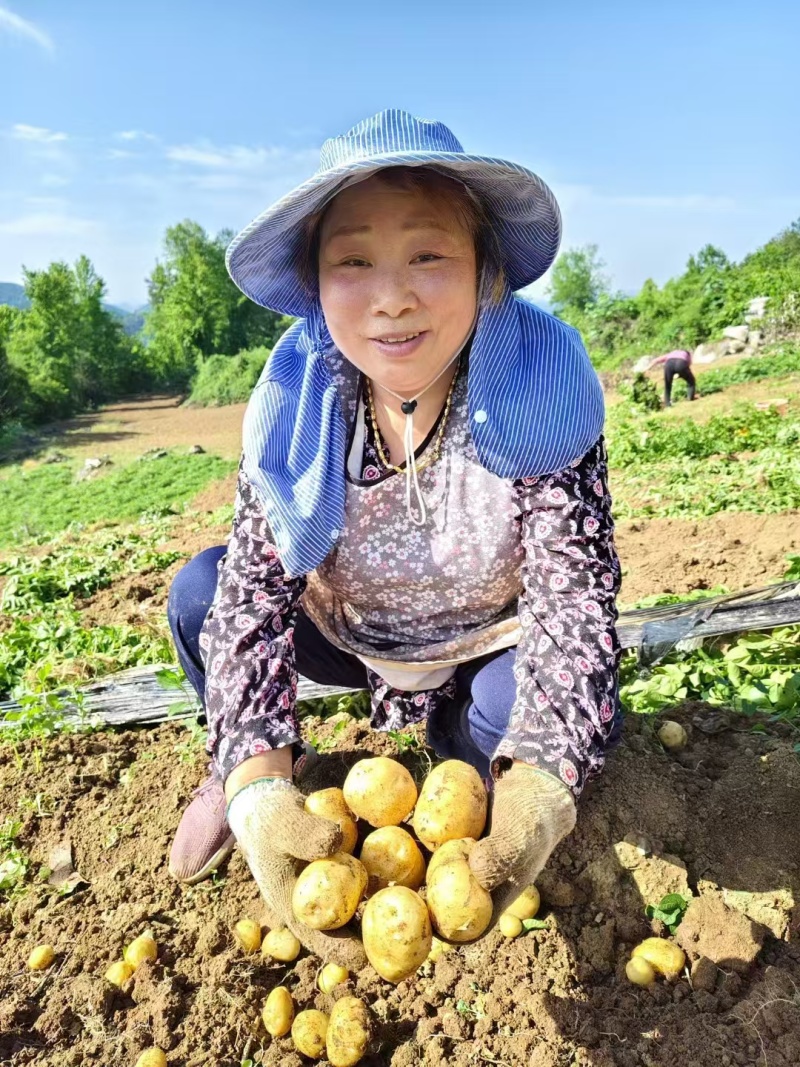 恩施富硒小土豆马儿科