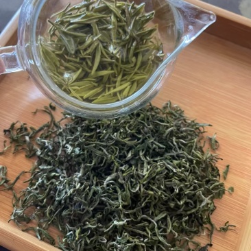 日照绿茶新茶2025