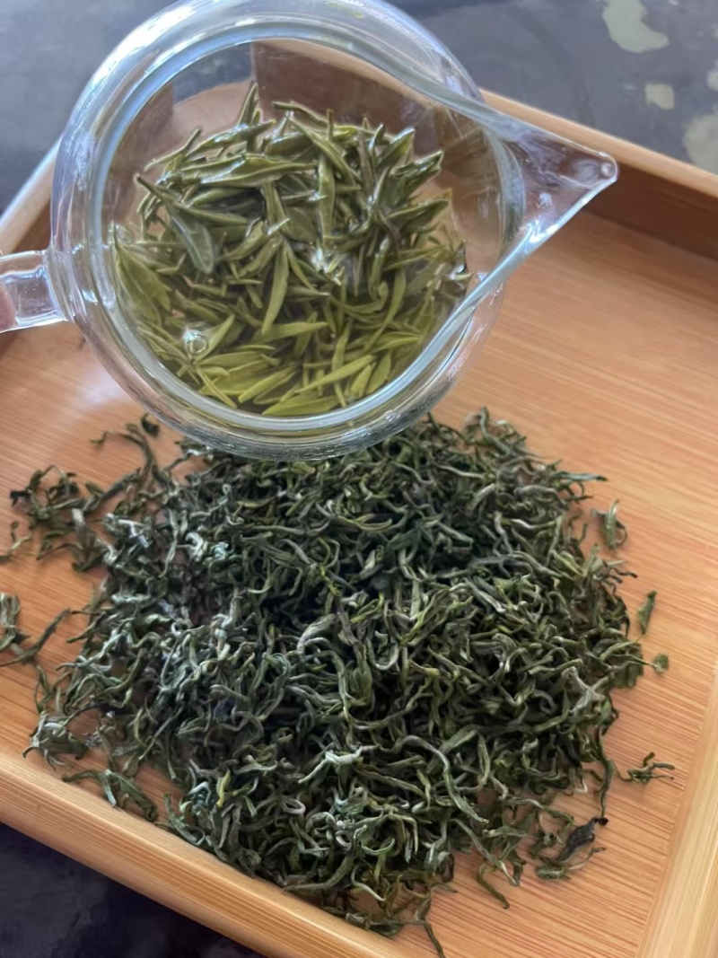 日照绿茶新茶2025