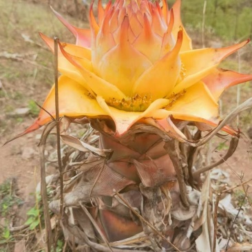 绿植花卉