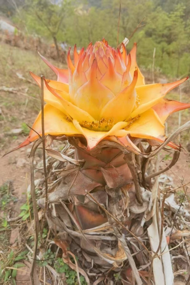 绿植花卉