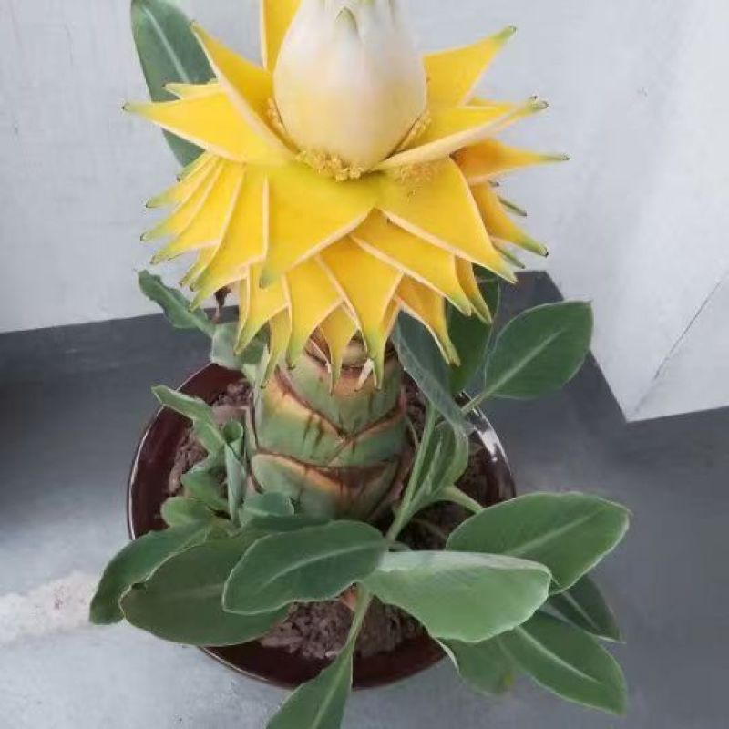 绿植花卉