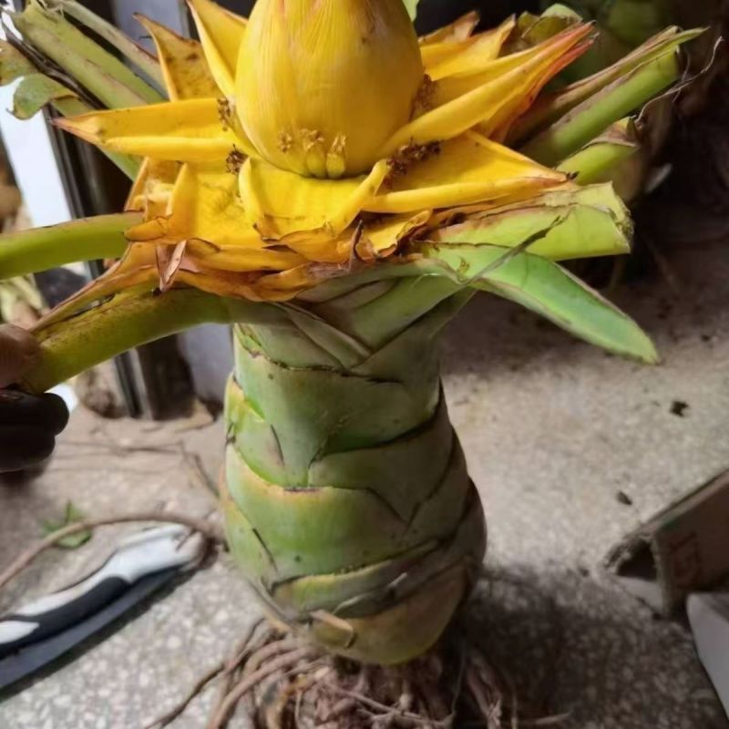 绿植花卉