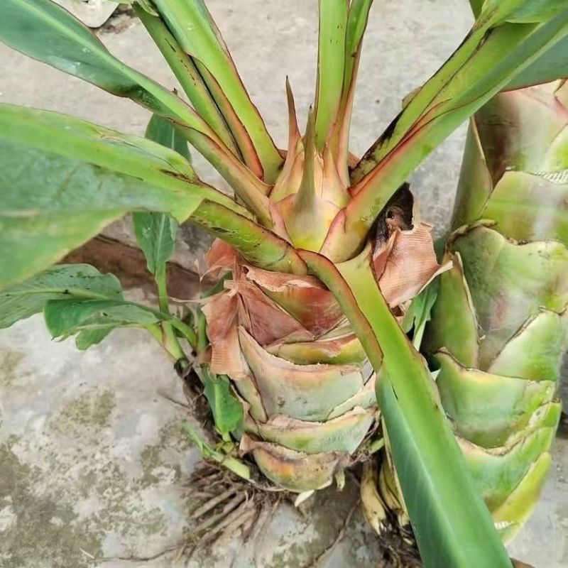 绿植花卉