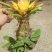 绿植花卉