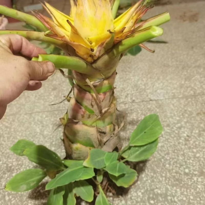 绿植花卉