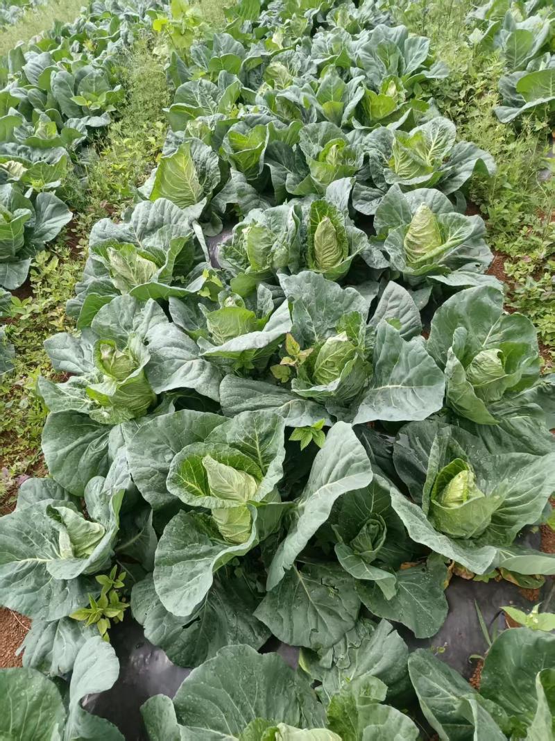 牛心菜