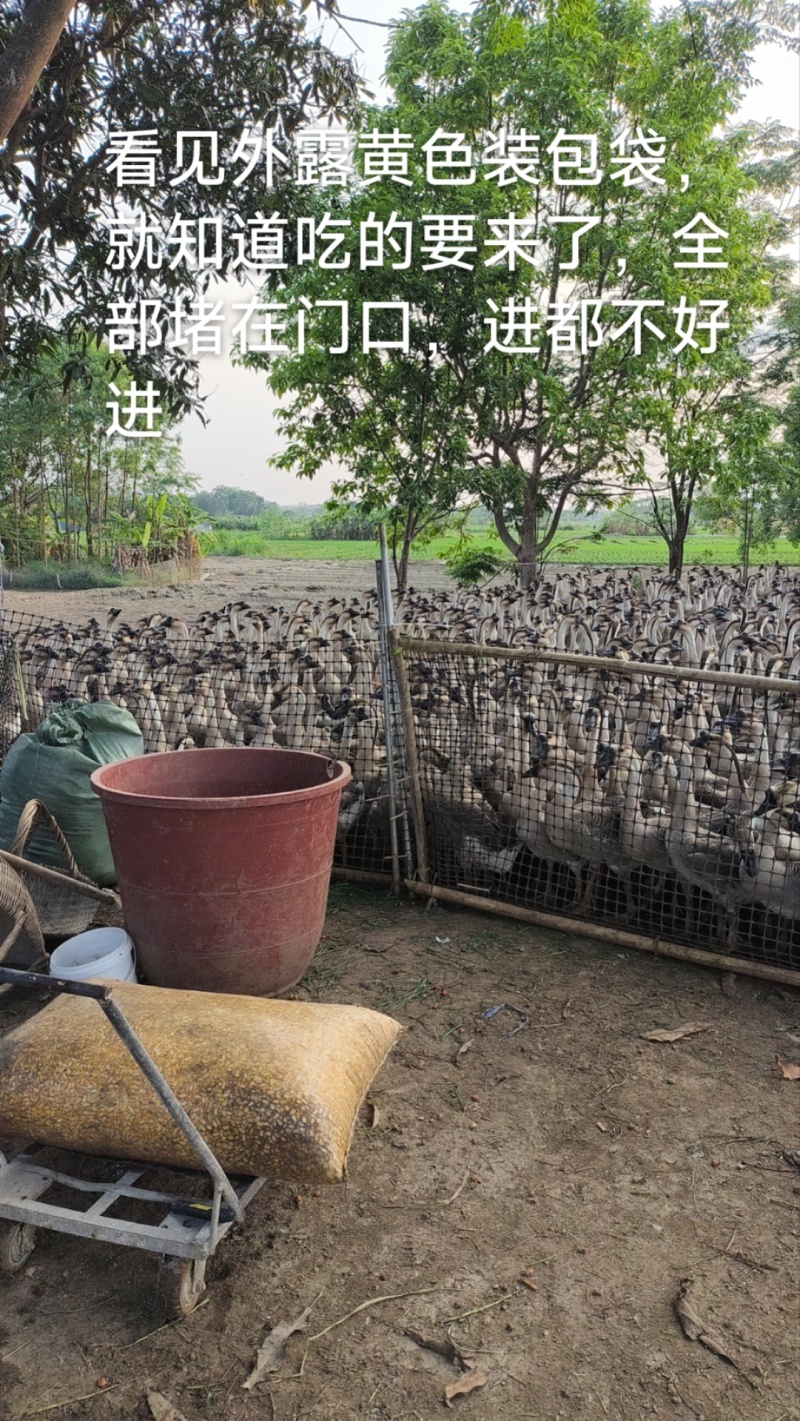 广西广东杂交鹅