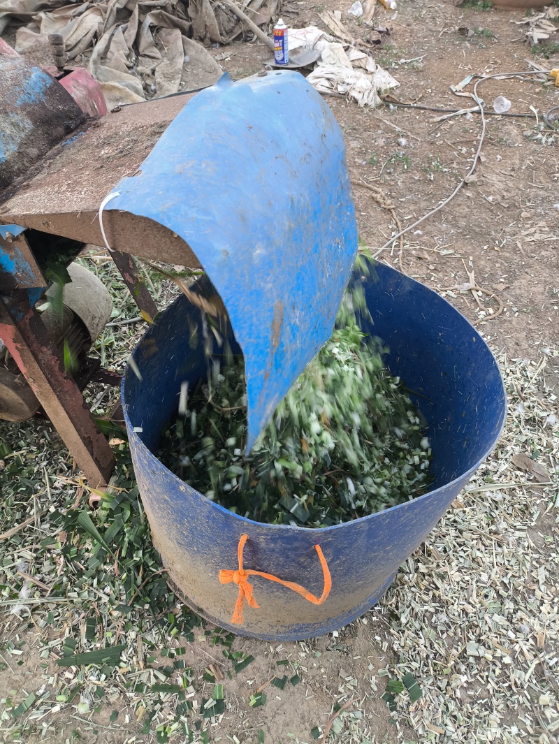 广西广东杂交鹅