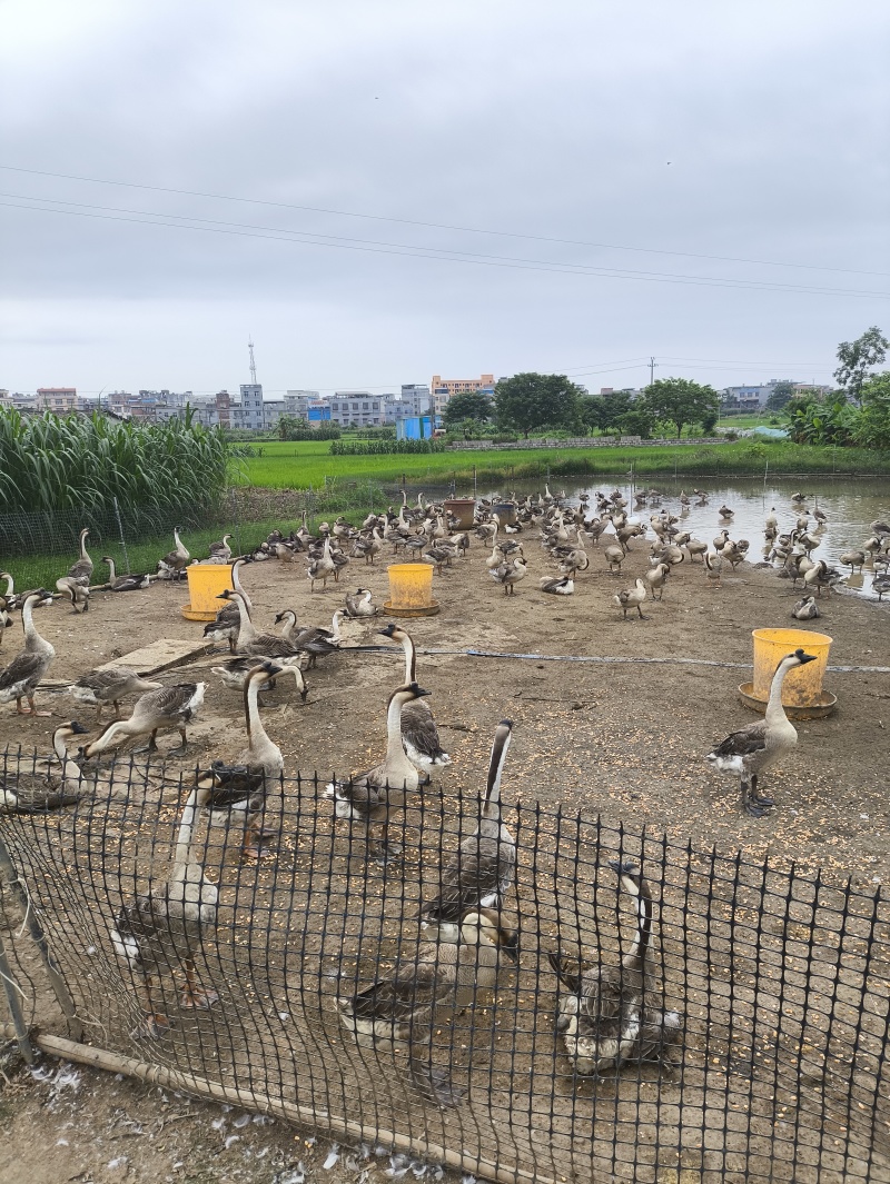 广西广东杂交鹅