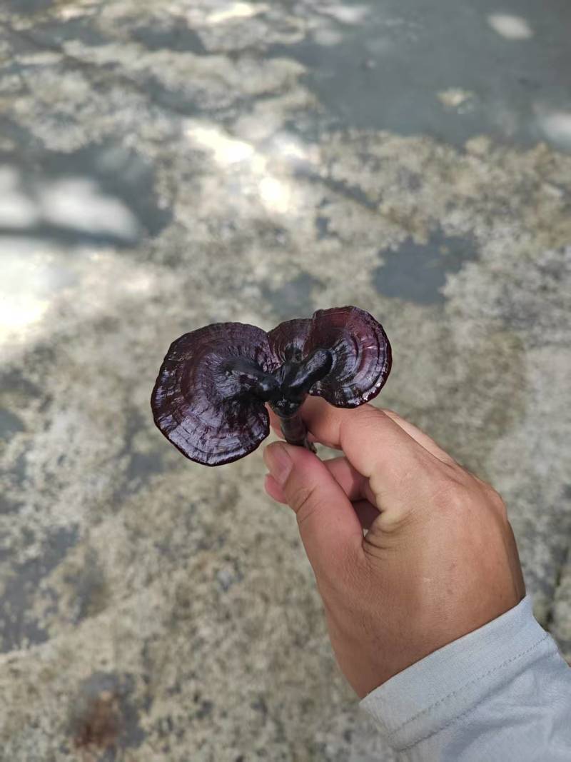 野生灵芝