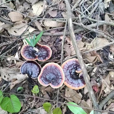 野生灵芝
