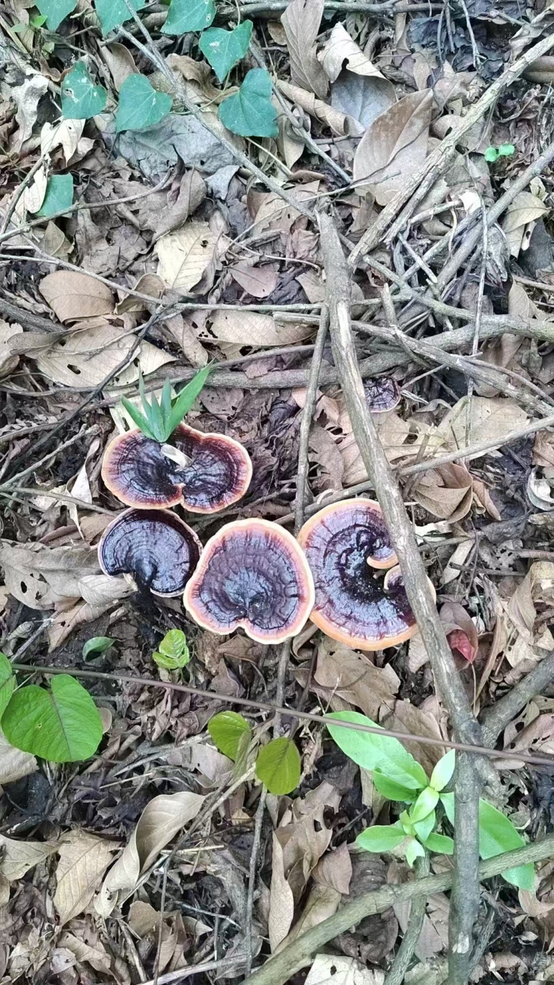 野生灵芝