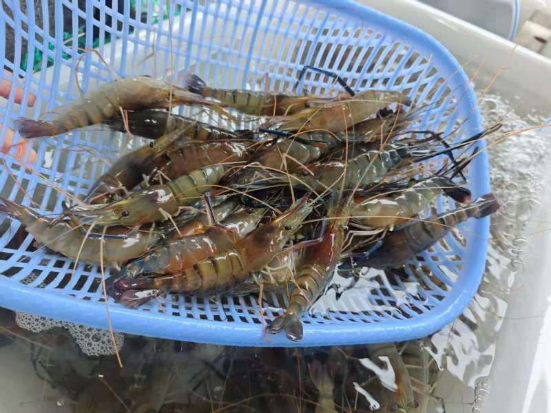 产地直售罗氏虾批发零售(超靓货)