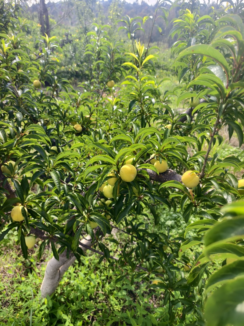 李子