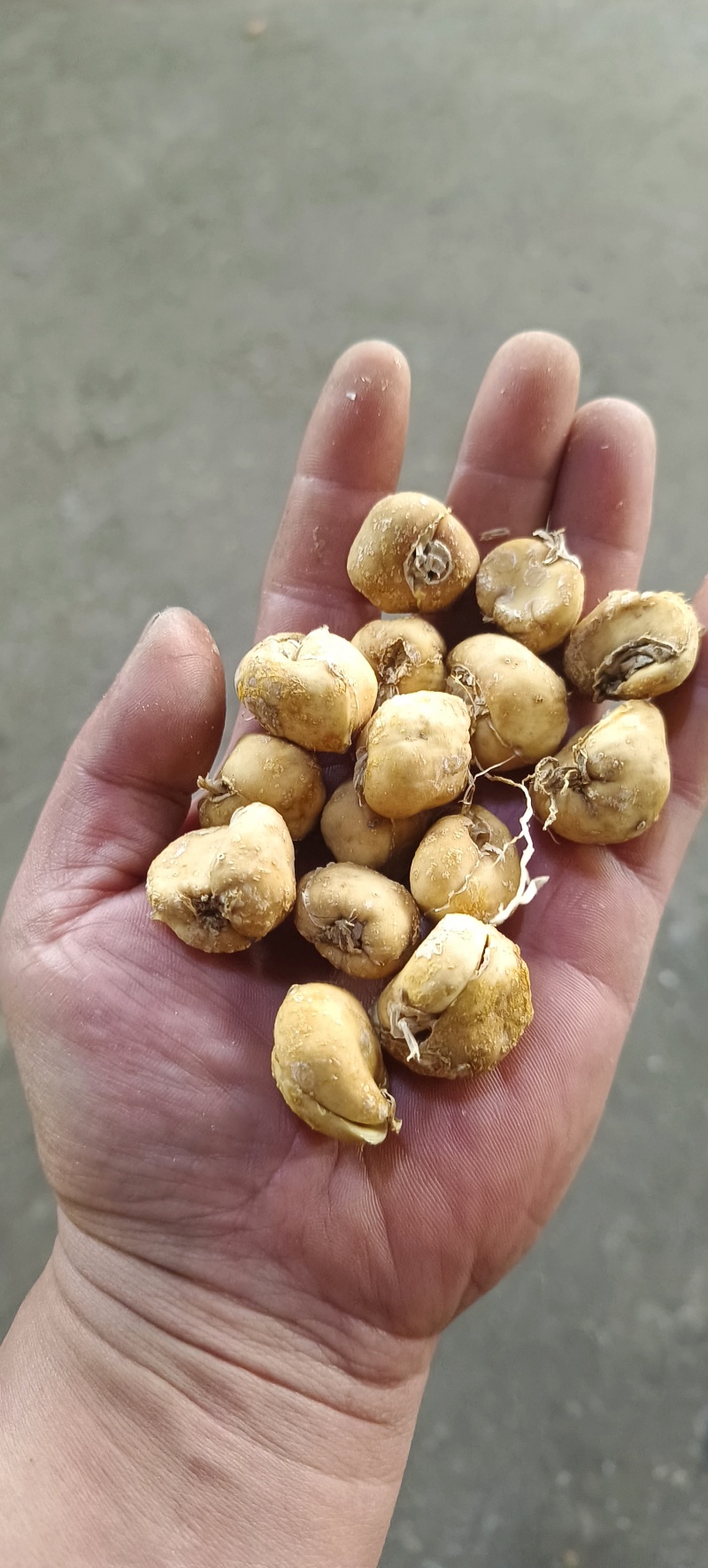 湖北贝母干片，个子