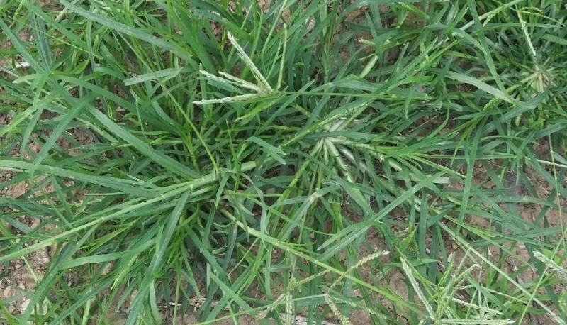 牛筋草中草药