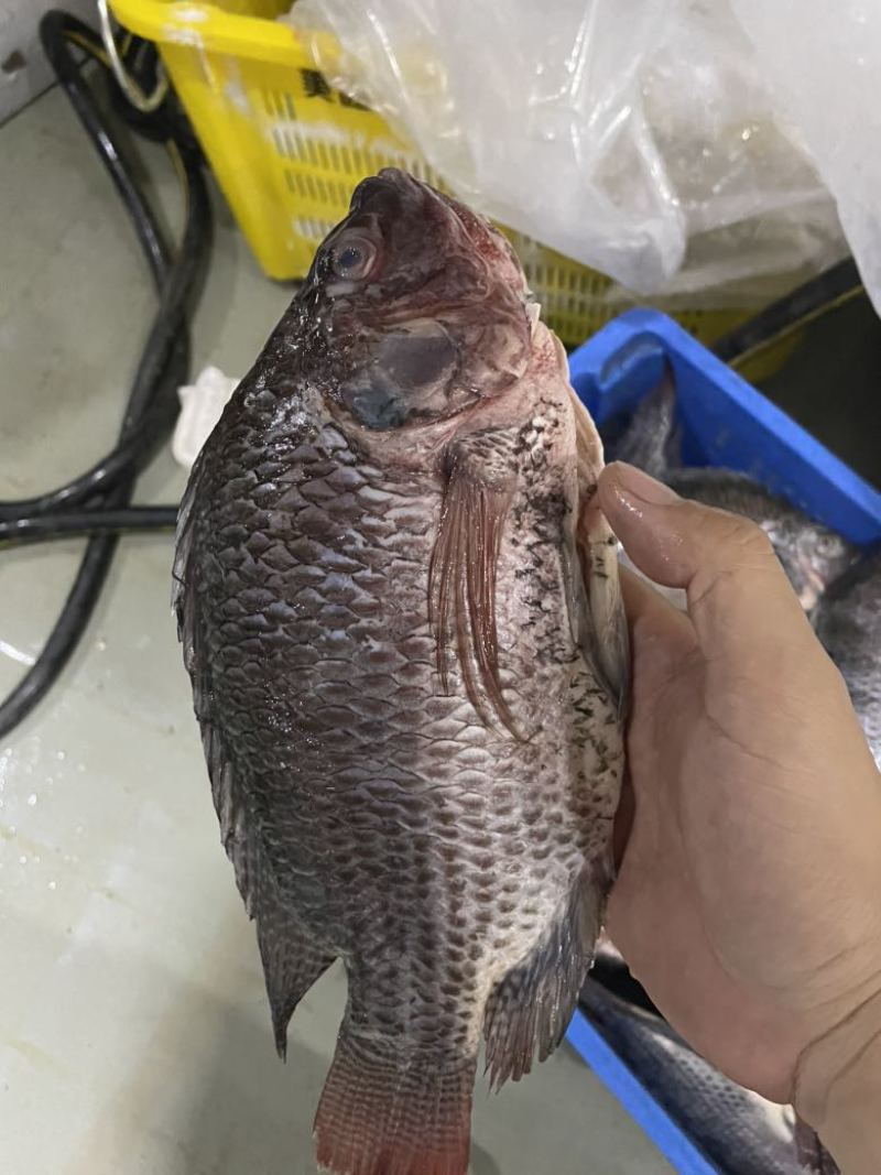 开背大罗非，1斤