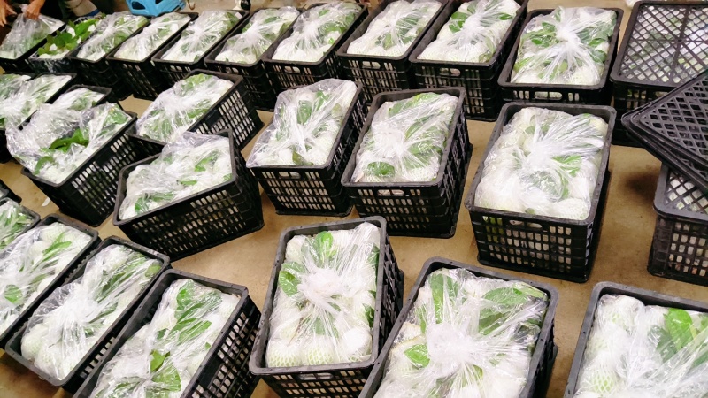 珍珠白心番石榴