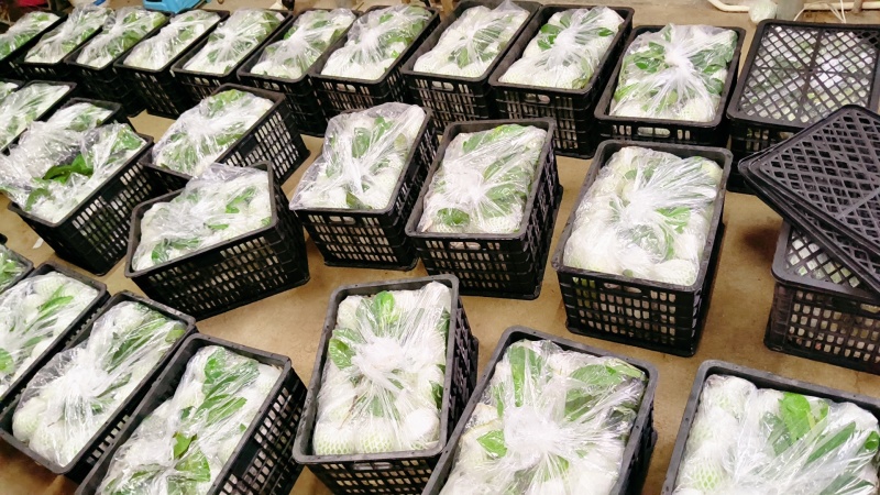 珍珠白心番石榴