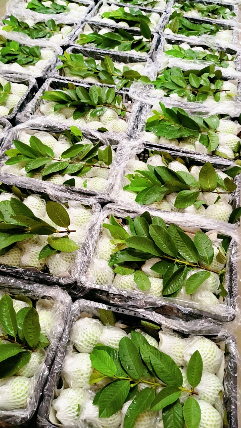 珍珠白心番石榴
